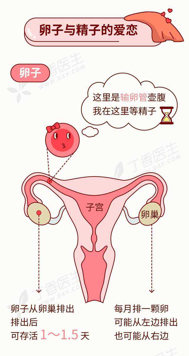 香港验血血管里的血液几天失效,备孕1年还怀不上孩子？小心是这病！